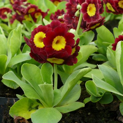 Primula x pubescens Dingle, Trädgårdsaurikel