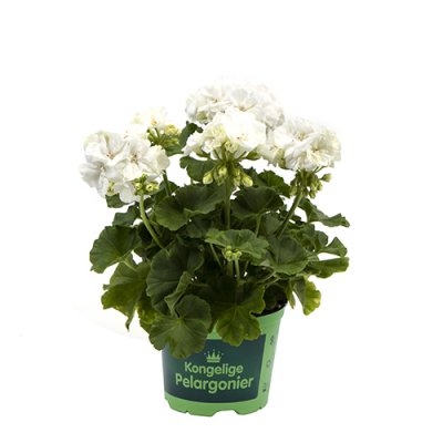 Pelargon Prinsesse Karla, stickling