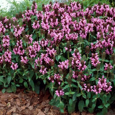 Prunella grandiflora, Praktbrunört, P9cm
