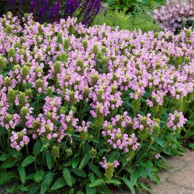 Prunella grandiflora Pink Loveliness, Praktbrunört, C11cm