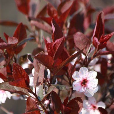 Prunus cerasifera Nigra, Blodplommon