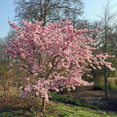 Prunus Accolade, Vårkörsbär, 220 stam 10-12 C20