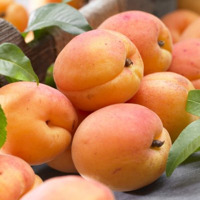Aprikos, Early Orange (Royal), busk C7,5