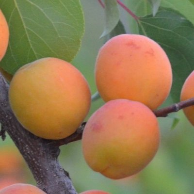 Aprikos, Goldrich ®, C10