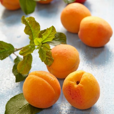 Aprikos, Hargrand, busk C5