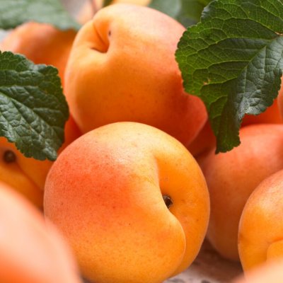 Aprikos, Kuresia, busk C5