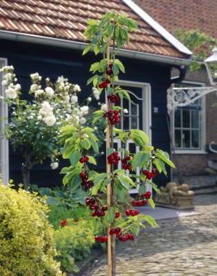 Pelarsötkörsbär/Bigarrå, Sylvia, Låg Stam, stam GiSelA C10