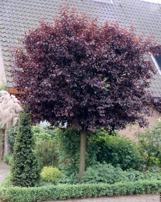 Prunus cerasifera Nigra