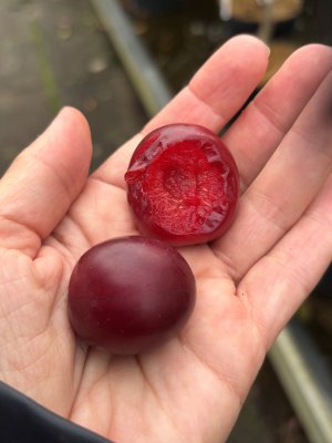 Prunus cerasifera Spidola, Körsbärsplommon