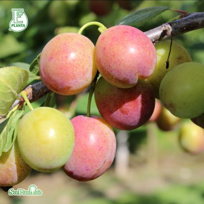 Prunus domestica Allmänt Rödplommon E, Plommon, stam P. cer C10