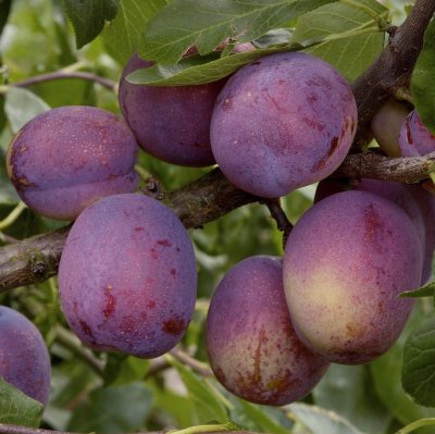 Plommon, Jubileum, stam St.JulA