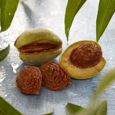 Prunus dulcis Robijn