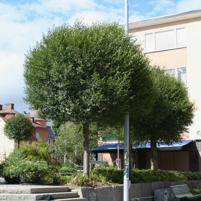 Prunus eminens Umbraculifera, Klotkörsbär, 200 stam C15