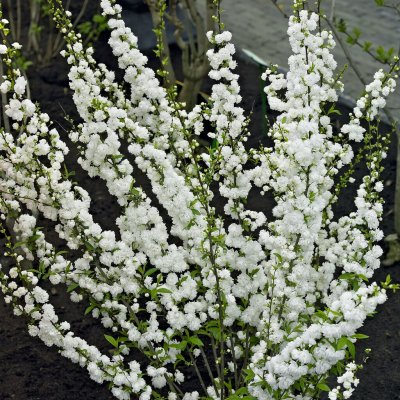 Prunus glandulosa Alba Plena, Mandelkörsbär