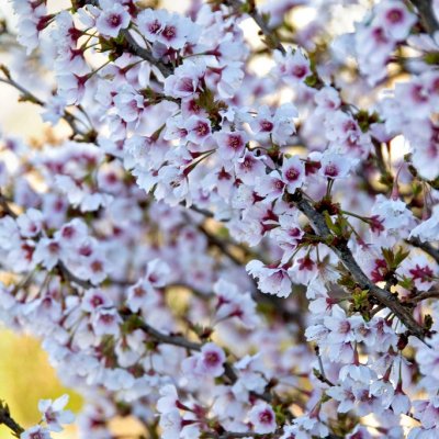 Prunus incisa Kojou-no-mai