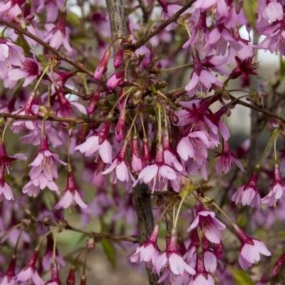 Prunus incisa Paean, Dvärgkörsbär
