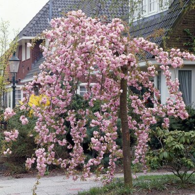 Prunus serrulata Kiku-shidare-zakura, Japansk Hängkörsbär, 120 stam C7,5
