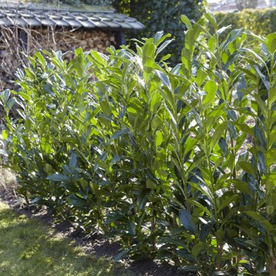 Prunus laurocerasus Elly ®, Lagerhägg