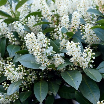 Prunus laurocerasus Mano, Lagerhägg, 120 stam C10