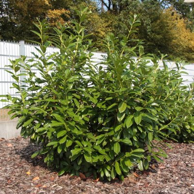 Prunus laurocerasus Novita, Lagerhägg, 50-60 C3,5