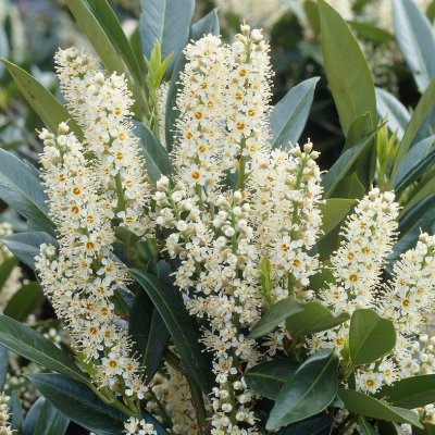 Prunus laurocerasus Otto Luyken, Lagerhägg, 180 stam 6-8 co