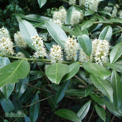 Prunus laurocerasus Otto Luyken, Lagerhägg, 120 stam C5