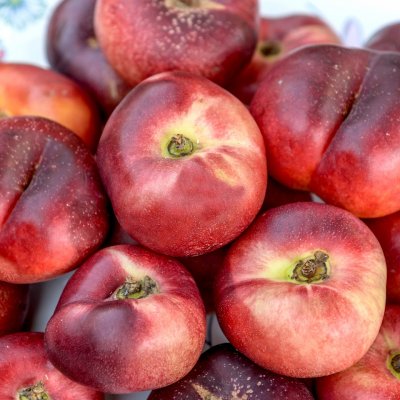 Platt Nektarin, Platarina, C7,5