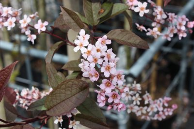 Prunus padus Colorata, Blodhägg