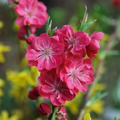 Persika, Melred, 100 C5