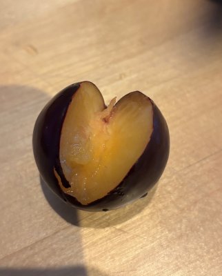 Prunus salicina Black Sun, Svartplommon