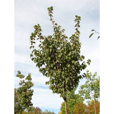 Prunus sargentii Rancho, Bergkörsbär, 6-8 stam C15