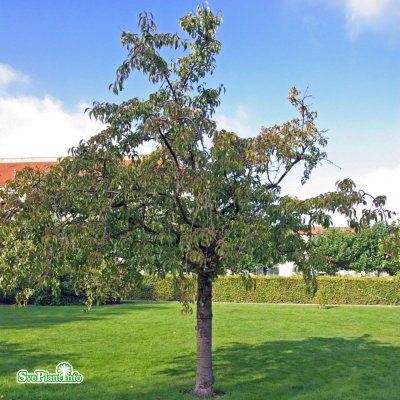Prunus serrulata Kiku-shidare-zakura, Japansk Hängkörsbär, 150 stam C10