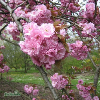 Prunus serrulata Kanzan, Japansk Körsbär