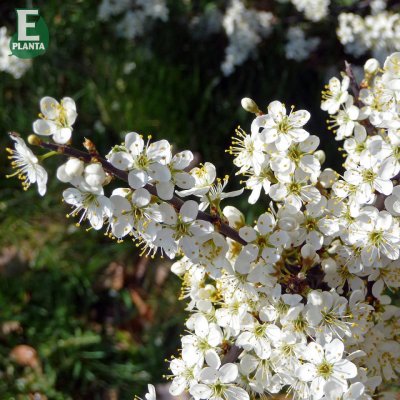 Prunus spinora Fk Västeråker E, Slån, busk C3,5