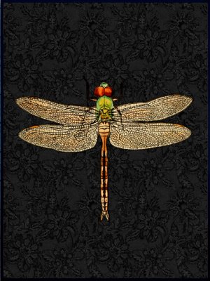 Poster Dragonfly Black 30x40cm