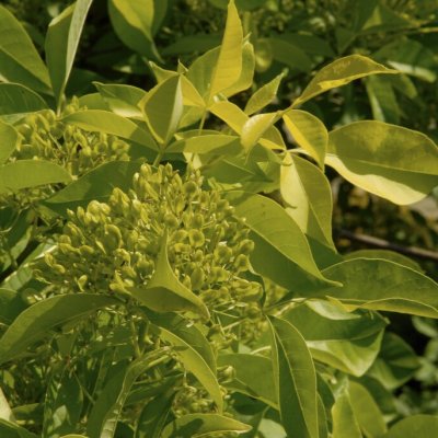 Ptelea trifoliata Aurea, Klöveralm, 60-100 C