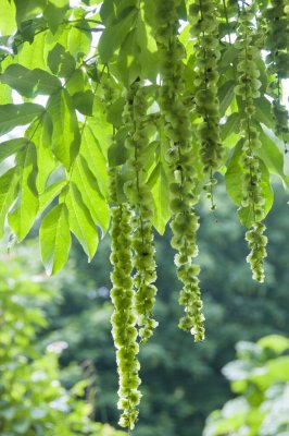 Pterocarya fraxinifolia, Kaukasisk Vingnöt, utr 175-200 C