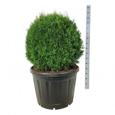 Thuja occidentalis Smaragd