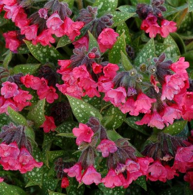 Pulmonaria hybr. Shrimps on the Barbie ®, Lungört