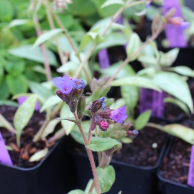 Pulmonaria hybr. Samourai, Lungört, P9cm
