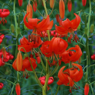 Korall Lilja pumilum (tenuifolium) 3st