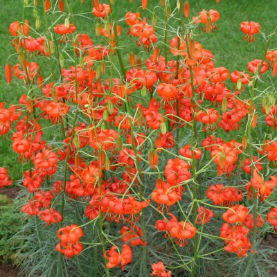 Korall Lilja pumilum (tenuifolium) 3st