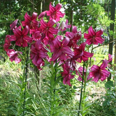 Lilium longiflorum Purple Marble, Trumpetlilja, P11cm