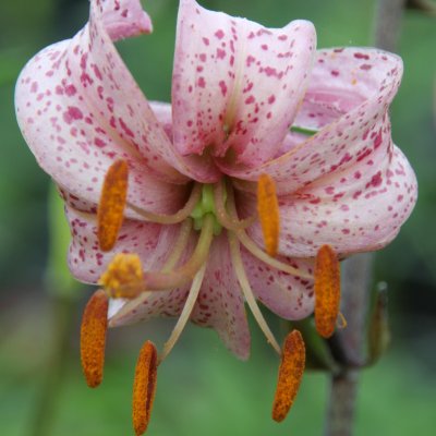 Krollilja Purple Morning 3st