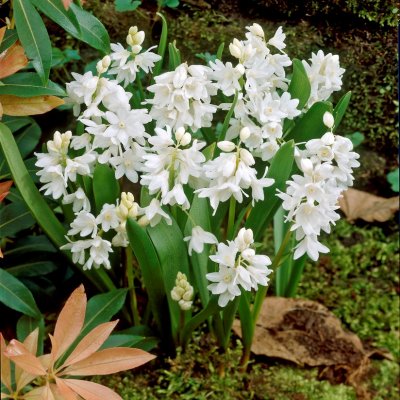 Porslinshyacint Puschkinia scilloides Alba 15st