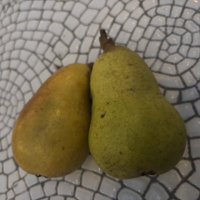 Pyrus communis Moskovskaja (Moskvas Päron)