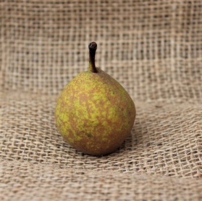 Päron, Pepi ®, Låg Stam, stam Pyrodwarf 2 års co