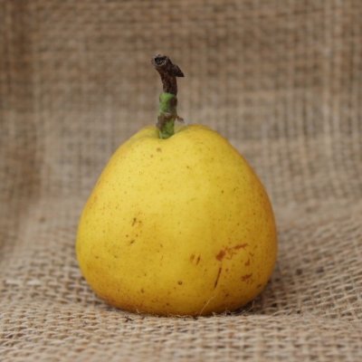 Päron, Williams E, stam P. com 2 års co