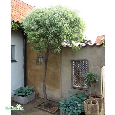 Pyrus salicifolia Pendula, Silverrpäron