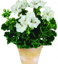 Pelargon, kruka - Pelargonium zonale Nightdancer White